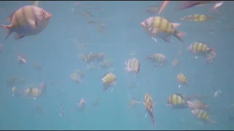 Amateur Exoti Stock Videos RoyaltyFree HD