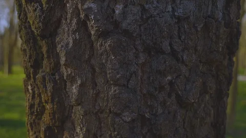 Amateur video about hiding in rustic park and running with hard breathing  Stock Footage 128010184