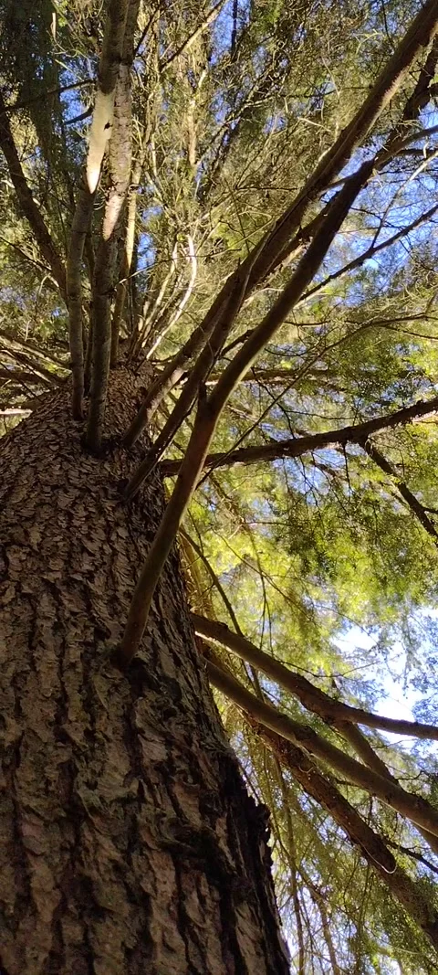 Amateur video of large tall tree closeup on bark texture Stock Footage 170997018