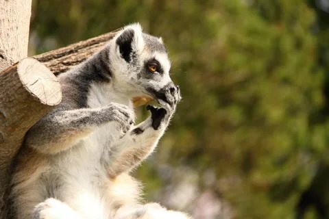 Amazed lemur Stock Photos