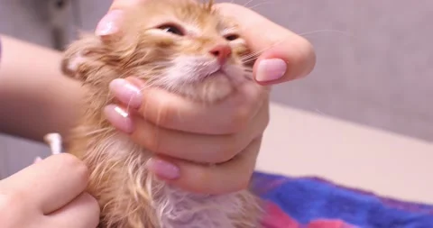 Amazed look of a kitten while cleaning h... | Stock Video | Pond5