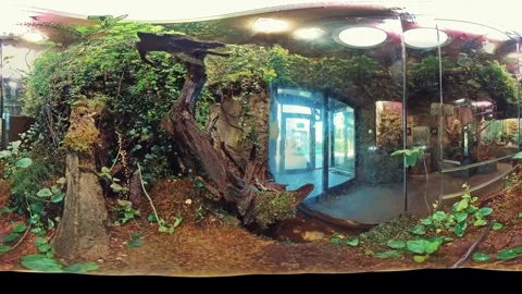 Amazing 360-Degree View Inside a Tropical Terrarium with Lush Greenery and a Stock Footage 263685737