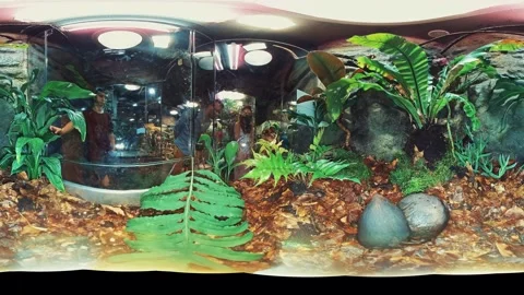 Amazing 360-Degree View Inside a Tropical Terrarium with Lush Greenery and a Stock Footage 264009954