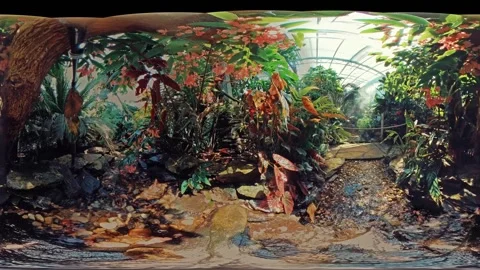 Amazing 360-Degree View Inside a Lush Tropical Rainforest with Vibrant Plants Stock Footage 265801583