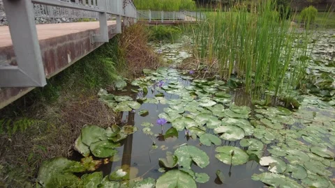 Amazing 4K view  hovering on the pond over the bridge near the water lily pond. Stock Footage 219737559