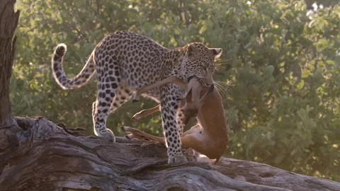 Amazing action of a young female leopard dragging a still alive impala Video stock 240984331