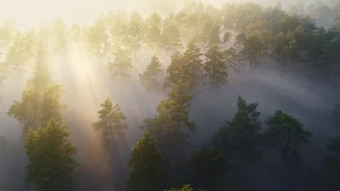 Amazing aerial view of pine trees in the morning fog and sun rays break through Stock-Footage 143162068