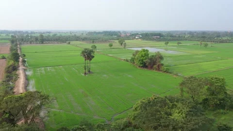Amazing aerial View Of Rice Field (Flycam)- Countryside in Cambodia, Landscape Stock Footage