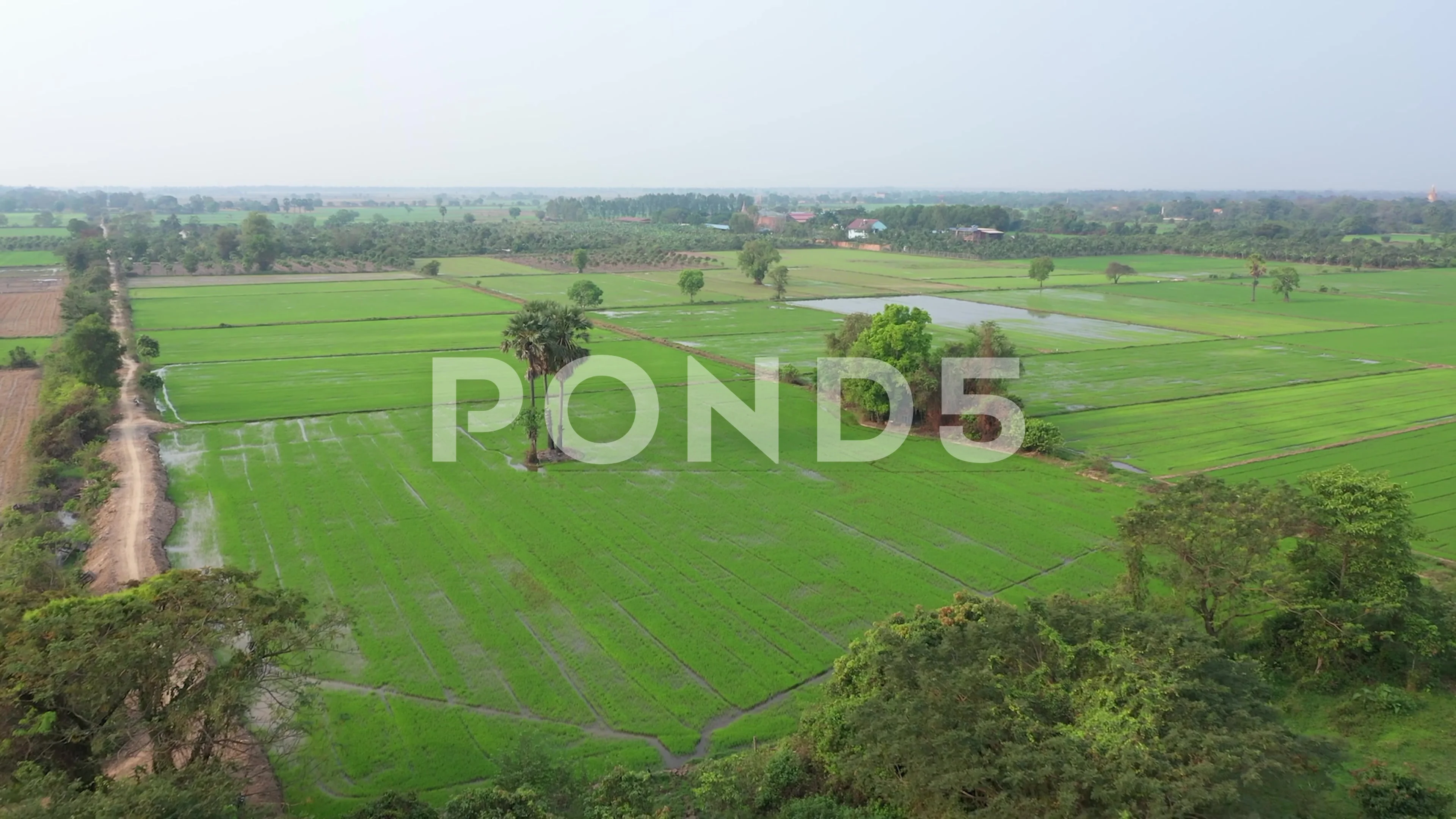 Amazing aerial View Of Rice Field (Flycam)- Countryside in Cambodia,  Landscape