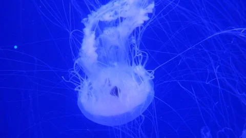 Amazing and Beautiful shiny marine jellyfishes, ultra hd 4k, real time Stock Footage