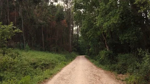 Amazing and relaxing path in the forest. Stock Footage 132528770