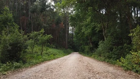 Amazing and relaxing path in the forest. Stock Footage 132528791