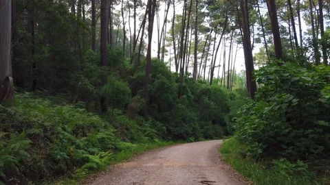 Amazing and relaxing path in the forest. Stock Footage 132528835