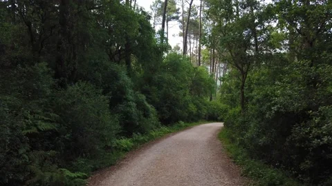 Amazing and relaxing path in the forest. Stock Footage 132528844