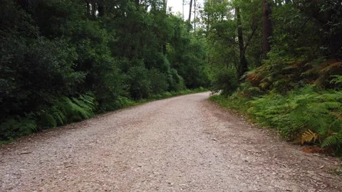 Amazing and relaxing path in the forest. Video stock 132528869