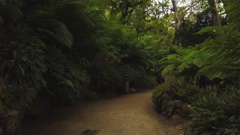 Amazing and relaxing path in the forest. hiking trail Surrounded by trees Stock Footage 132529280