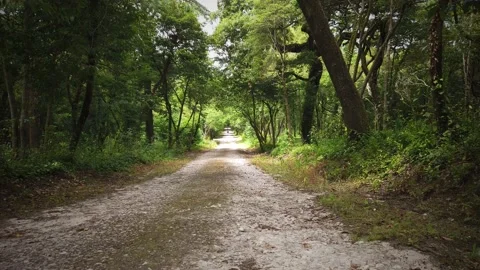 Amazing and relaxing path in the forest. hiking trail Surrounded by trees Stock Footage 133173829