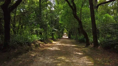 Amazing and relaxing path in the forest. hiking trail Surrounded by trees Stock Footage 133175460