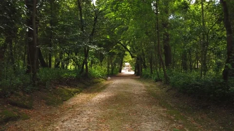 Amazing and relaxing path in the forest. hiking trail Surrounded by trees Stock Footage 133175546