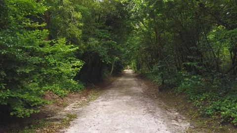 Amazing and relaxing path in the forest. hiking trail Surrounded by trees Stock Footage 133175614