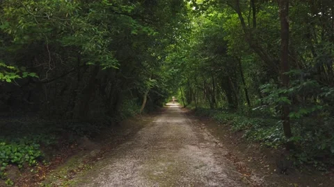 Amazing and relaxing path in the forest. hiking trail Surrounded by trees Stock Footage 133175625