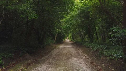 Amazing and relaxing path in the forest. hiking trail Surrounded by trees Stock Footage 133175729