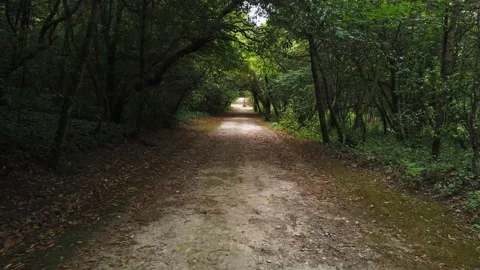 Amazing and relaxing path in the forest. hiking trail Surrounded by trees Stock Footage 133175757