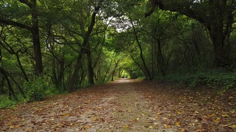 Amazing and relaxing path in the forest. hiking trail Surrounded by trees Stock Footage 133176096