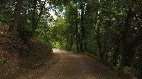 Amazing and relaxing path in the forest. hiking trail Surrounded by trees Stock Footage 134403732