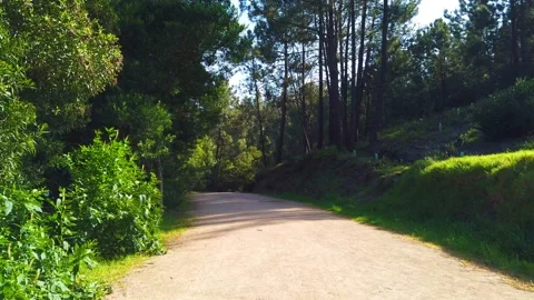 Amazing and relaxing path in the forest. hiking trail Surrounded by trees Stock Footage 134837490