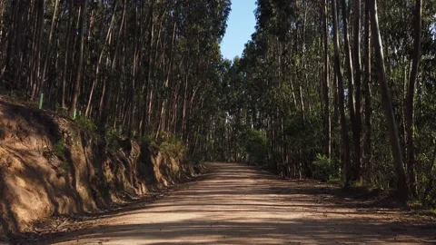 Amazing and relaxing path in the forest. hiking trail Surrounded by trees Video stock 134837502