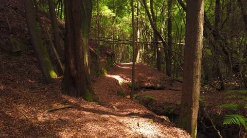 Amazing and relaxing path in the forest. hiking trail Surrounded by trees Video stock 134837620