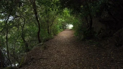 Amazing and relaxing path in the forest. hiking trail Surrounded by trees Video stock 134837885