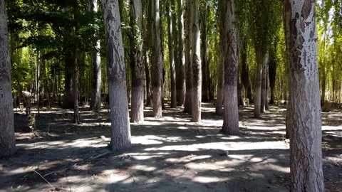 Amazing and relaxing path in the forest. hiking trail Surrounded by trees Stock Footage 138845409