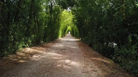 Amazing and relaxing path in the forest. hiking trail Surrounded by trees Stock Footage 140874353