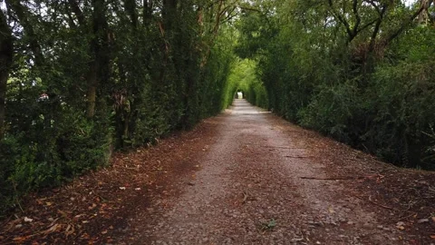 Amazing and relaxing path in the forest. hiking trail Surrounded by trees Stock Footage 140874765