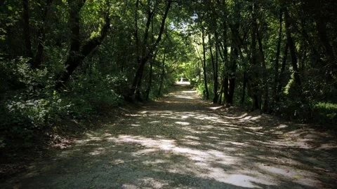 Amazing and relaxing path in the forest. hiking trail Surrounded by trees Stock Footage 154163156
