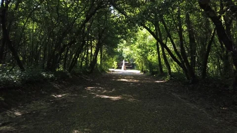 Amazing and relaxing path in the forest. hiking trail Surrounded by trees Stock Footage 154163157