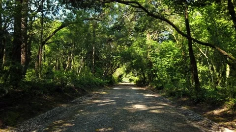 Amazing and relaxing path in the forest. hiking trail Surrounded by trees Stock Footage 154163160