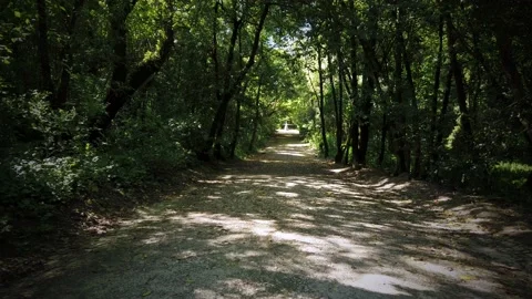 Amazing and relaxing path in the forest. hiking trail Surrounded by trees Stock Footage 154163382