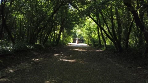 Amazing and relaxing path in the forest. hiking trail Surrounded by trees Stock Footage 154163410