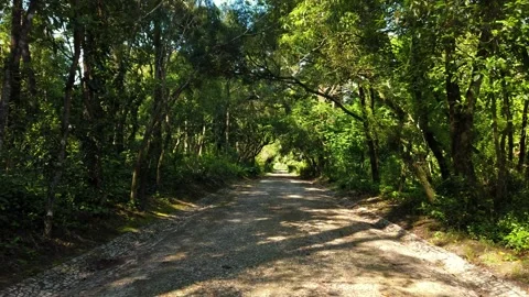 Amazing and relaxing path in the forest. hiking trail Surrounded by trees Stock Footage 154163435