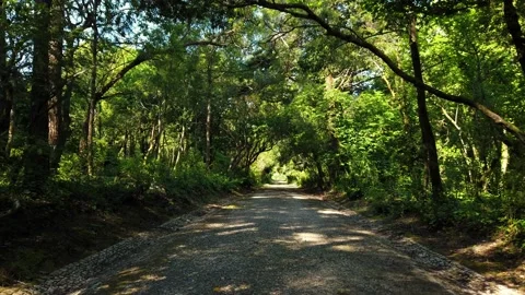 Amazing and relaxing path in the forest. hiking trail Surrounded by trees Stock Footage 154163439