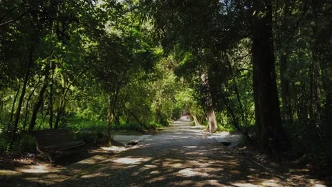 Amazing and relaxing path in the forest. hiking trail Surrounded by trees Stock Footage 154163526