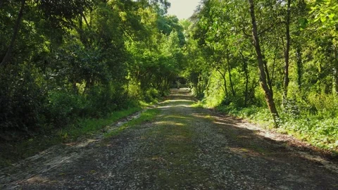Amazing and relaxing path in the forest. hiking trail Surrounded by trees Stock Footage 154163546