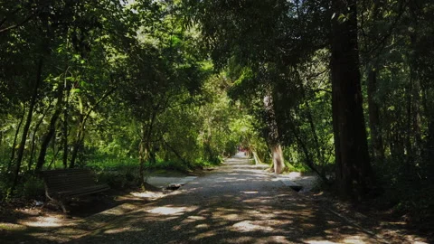 Amazing and relaxing path in the forest. hiking trail Surrounded by trees Stock Footage 154163740