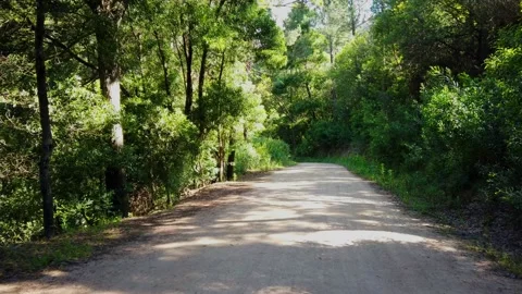 Amazing and relaxing path in the forest. hiking trail Surrounded by trees Stock Footage 201489389