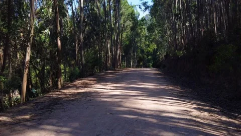 Amazing and relaxing path in the forest. hiking trail Surrounded by trees Stock Footage 201489481