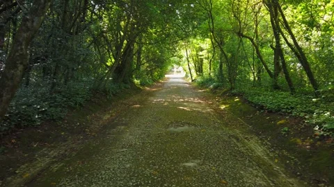 Amazing and relaxing path in the forest. hiking trail Surrounded by trees Stock Footage 246229645