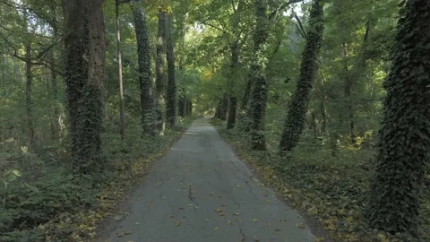 Amazing and relaxing path in forrest for hiking under the trees in autumn Stock Footage 163767461